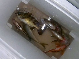 昼のメバル釣りと夜メバル釣りは全く別の釣り？ 4匹と撃沈