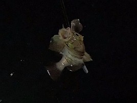昼のメバル釣りと夜メバル釣りは全く別の釣り？ 4匹と撃沈