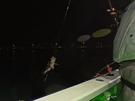 昼のメバル釣りと夜メバル釣りは全く別の釣り？ 4匹と撃沈