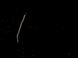 昼のメバル釣りと夜メバル釣りは全く別の釣り？ 4匹と撃沈