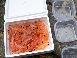 アマダイ行けそうな気がしてきたからオキアミの尻尾を切る