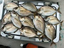 ウィリーにはほぼ塩対応で…25upお刺身カイワリでツ抜け