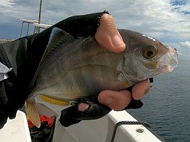 ウィリーにはほぼ塩対応で…25upお刺身カイワリでツ抜け