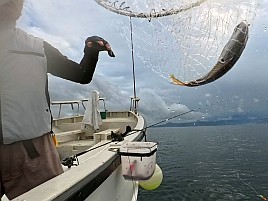 ウィリーにはほぼ塩対応で…25upお刺身カイワリでツ抜け