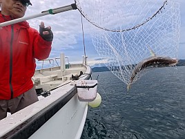 ウィリーにはほぼ塩対応で…25upお刺身カイワリでツ抜け