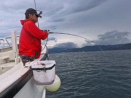 ウィリーにはほぼ塩対応で…25upお刺身カイワリでツ抜け