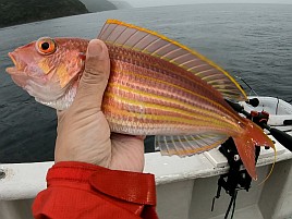 ウィリーにはほぼ塩対応で…25upお刺身カイワリでツ抜け