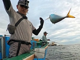 お刺身～フライ～南蛮漬けまでサイズいろいろLTアジで61匹♪
