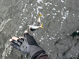 お刺身～フライ～南蛮漬けまでサイズいろいろLTアジで61匹♪