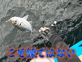 【動画】妻に釣り負けてからアジ釣りに自信がなかったのw