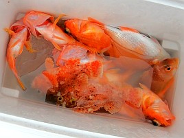 アヤメカサゴばかり釣れてしまうガチャ運の悪さに天を仰ぐ