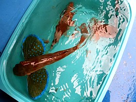 アヤメカサゴばかり釣れてしまうガチャ運の悪さに天を仰ぐ