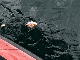 アヤメカサゴばかり釣れてしまうガチャ運の悪さに天を仰ぐ