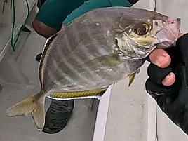 尺級多数良型揃いの初島沖カイワリに笑いがとまらんかった