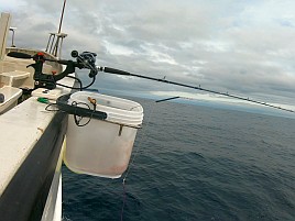 尺級多数良型揃いの初島沖カイワリに笑いがとまらんかった