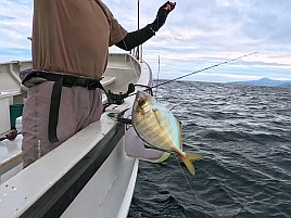 尺級多数良型揃いの初島沖カイワリに笑いがとまらんかった