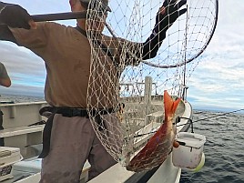 尺級多数良型揃いの初島沖カイワリに笑いがとまらんかった