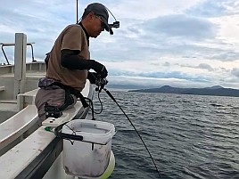 尺級多数良型揃いの初島沖カイワリに笑いがとまらんかった