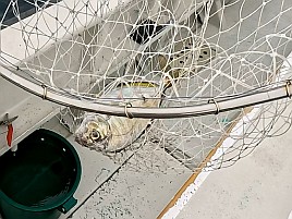尺級多数良型揃いの初島沖カイワリに笑いがとまらんかった
