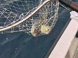 尺級多数良型揃いの初島沖カイワリに笑いがとまらんかった