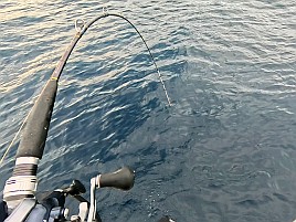 尺級多数良型揃いの初島沖カイワリに笑いがとまらんかった