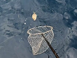 尺級多数良型揃いの初島沖カイワリに笑いがとまらんかった