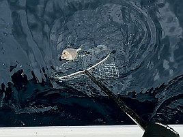 尺級多数良型揃いの初島沖カイワリに笑いがとまらんかった