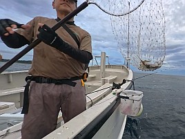 尺級多数良型揃いの初島沖カイワリに笑いがとまらんかった