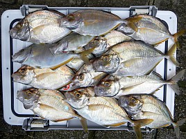 尺級多数良型揃いの初島沖カイワリに笑いがとまらんかった