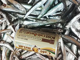 マハタ狙いの餌に冷凍カタクチイワシ1キロ245匹でいい？