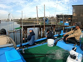 アラフォーアマダイ（41）となぜかマハゼで癒されてしまう