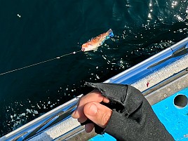 アラフォーアマダイ（41）となぜかマハゼで癒されてしまう