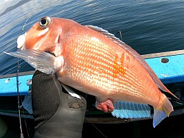 アラフォーアマダイ（41）となぜかマハゼで癒されてしまう