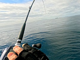 アラフォーアマダイ（41）となぜかマハゼで癒されてしまう