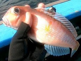 アラフォーアマダイ（41）となぜかマハゼで癒されてしまう