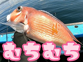 【動画】マハゼ→アマダイリレーはたぶん一生で一度の経験