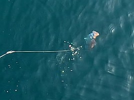 アラフォーアマダイ（41）となぜかマハゼで癒されてしまう