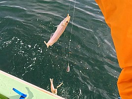 魚信は聞いて出す。シロギス釣りの霧が晴れた気がして74匹