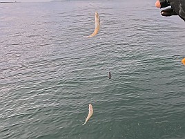 魚信は聞いて出す。シロギス釣りの霧が晴れた気がして74匹