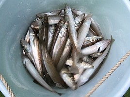 魚信は聞いて出す。シロギス釣りの霧が晴れた気がして74匹