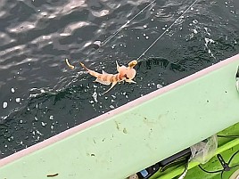 魚信は聞いて出す。シロギス釣りの霧が晴れた気がして74匹