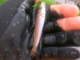 魚信は聞いて出す。シロギス釣りの霧が晴れた気がして74匹