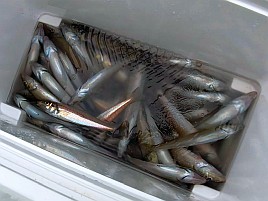 魚信は聞いて出す。シロギス釣りの霧が晴れた気がして74匹