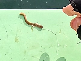 魚信は聞いて出す。シロギス釣りの霧が晴れた気がして74匹