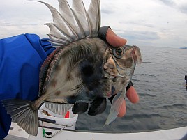 数釣りの予兆あるも良型狙い継続中でデカイワリ混じり9匹