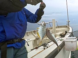 数釣りの予兆あるも良型狙い継続中でデカイワリ混じり9匹