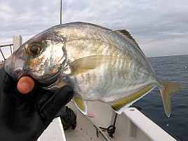 数釣りの予兆あるも良型狙い継続中でデカイワリ混じり9匹