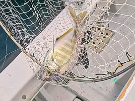 数釣りの予兆あるも良型狙い継続中でデカイワリ混じり9匹