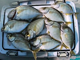 数釣りの予兆あるも良型狙い継続中でデカイワリ混じり9匹