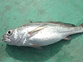 釜ごとご飯借りるほど美味しい!?「カマガリ」ことクログチ